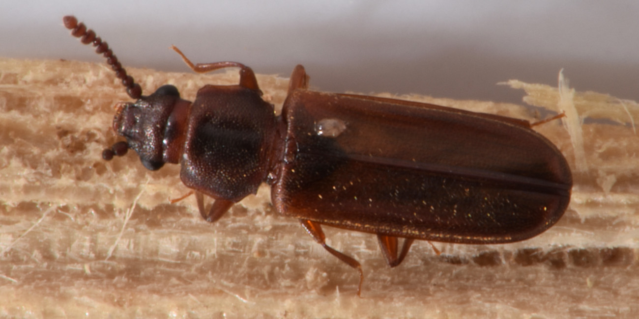 Cucujidae: Pediacus dermestoides
